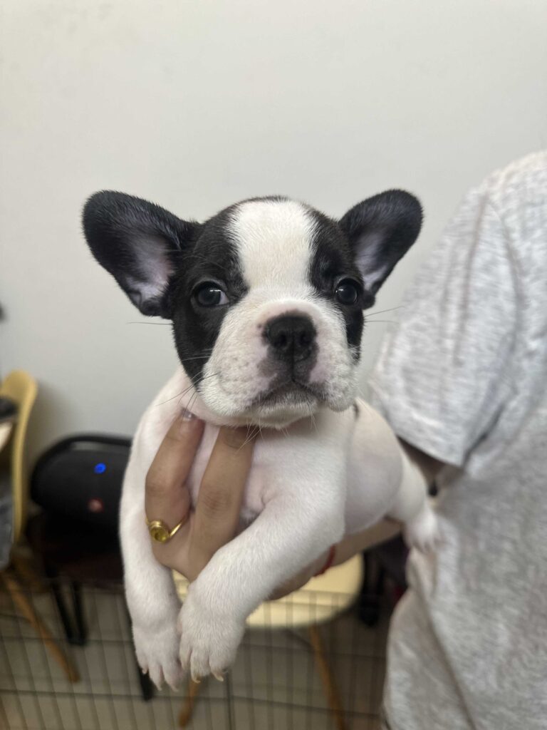 French Bulldog Dogs and Puppies for sale