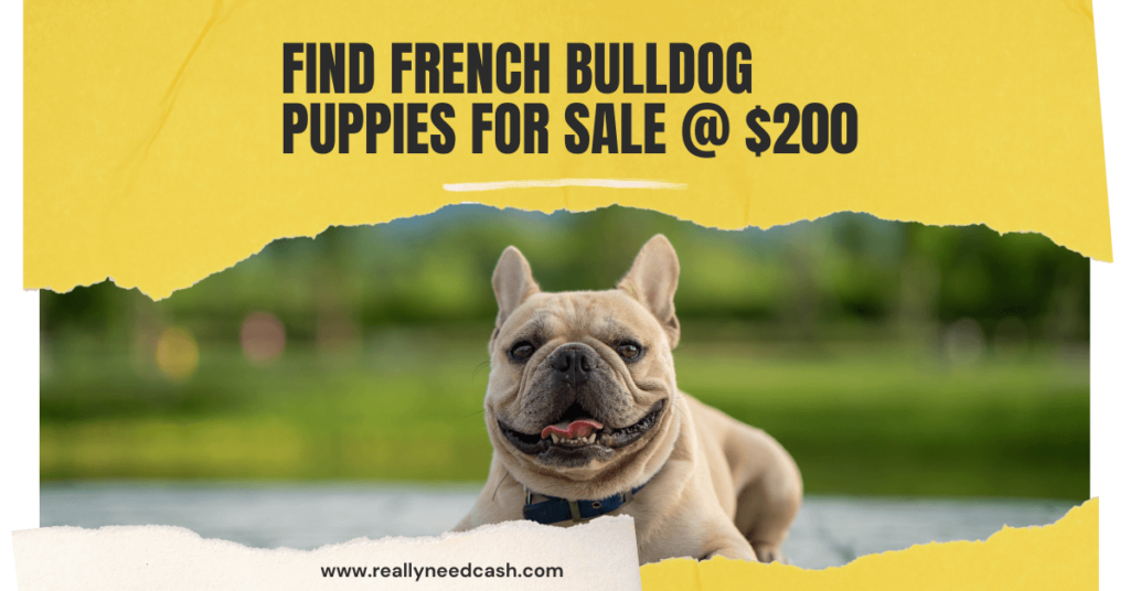 Find French Bulldog Puppies for Sale $200